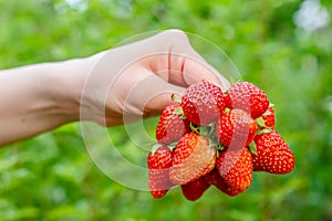 A handful of ripe fresh strawberries in a woman`s hand.