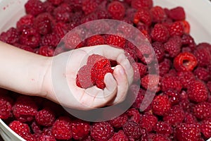 a handful of ripe large red raspberries in the palm of your hand.