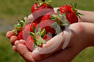 A handful of ripe red strawberries in the hands of a boy