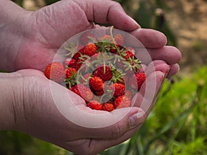 a handful of ripe red strawberries in the palms
