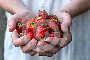A handful of ripe strawberries in the hands of a man. Delicious summer harvest. Sweet fresh treat. Selective focus.