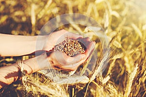 Handful of ripe wheat seeds and golden sunny wheat field
