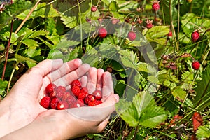 A handful of ripe wild strawberries in the hands