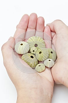 Handful of sea urchins