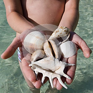 Handful of Seashells - Fiji - South Pacific photo
