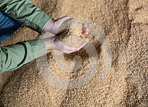 Handful of soybean hulls in hands of male farmer