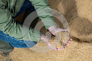 Handful of soybean hulls in hands of male farmer