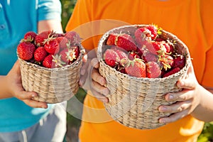 Handful of strawberries in the hands of boy