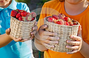 handful of strawberries in the hands of boy