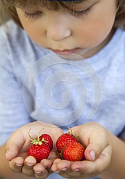 Handful of strawberries in the hands of boy