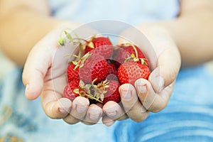 Handful of strawberries in the hands of boy