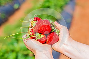 Handful of strawberries. Horizontal colourful summer photo.