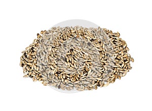 Handful of unhulled scagliola canary seed on white photo
