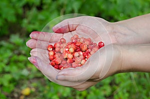 Handful of wild strawberries