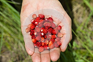 A handful of wild strawberries