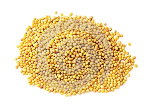 Handful of yellow seeds of mustard Brassica Juncea