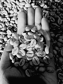 a handfull of coffee beans in my hand, whose bitterness taught me the meaning of life and shattered me a little in my daydreams