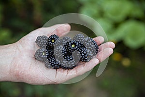 Handfull of freshly harvested blackberries