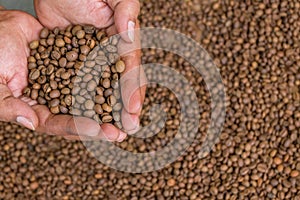 Roasted green bean coffee