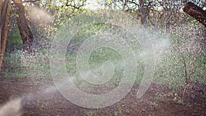 Handheld cinematic shot of an automatic sprinkler operation