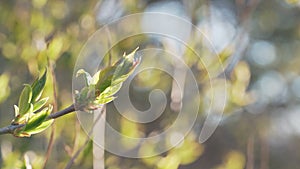 handheld shot of birdcherry leaves and buds in spring