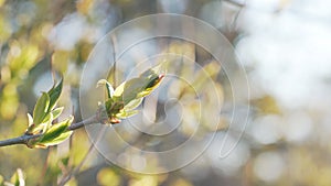 Handheld shot of birdcherry leaves and buds in spring