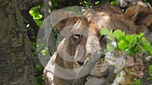 Handheld shot of a lion on a tree in Maasai Mara, Narok, Kenya