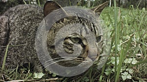 handhold still moving close up view of face of a friendly grey tabby cat curling up sitting still looking around