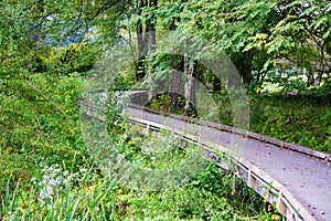 Handicap Accessible Woodland Boardwalk by Abbott Lake