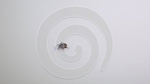 Handicaped tick with only 7 legs walking on a white background