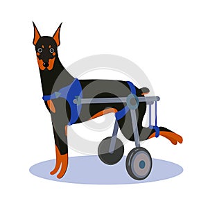 Handicapped disabled dog. Doberman