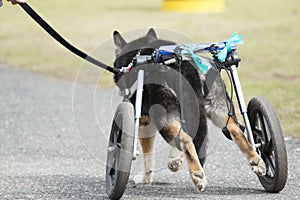 Handicapped Dog walks with wheels