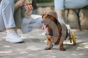 Handicapped dog on a wheel chair. Disabled dachshund on a walk with the owner. Portrait of a paralyzed pet on a cart