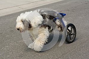 Handicapped Old English Sheepdog with wheel chair