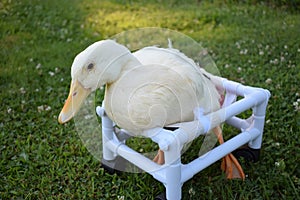 Handicapped Pekin Duck
