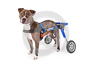 Handicapped Staffordshire Bull Terrier Dog In Wheelchair