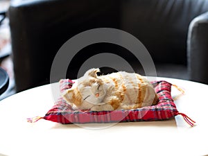 Handicraft Sleeping Cat Doll in the Basket. Morning Light