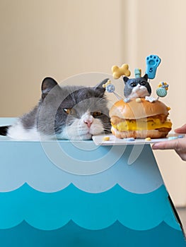 Handing a british shorthair cat a cake in the shape of a hamburger