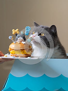 Handing a british shorthair cat a cake in the shape of a hamburger