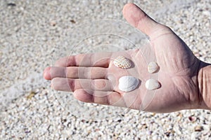 Handing Holding Assorted Seashells