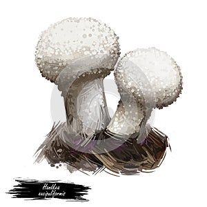Handkea excipuliformis pestle or long-stemmed puffball, species of Agaricaceae family isolated on white. Digital art illustration