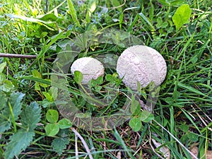 Handkea utriformis. Fungi. Mushroom. Meadow.