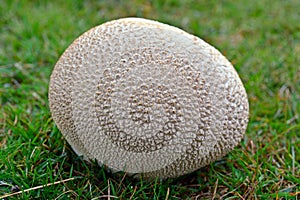 Handkea utriformis fungus