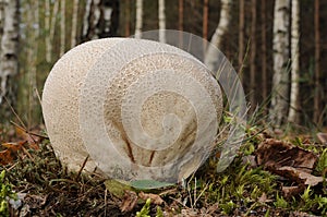 Handkea utriformis fungus