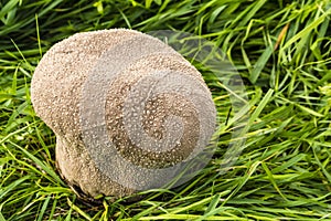 Handkea utriformis is a species of the Lycoperdaceae family of p