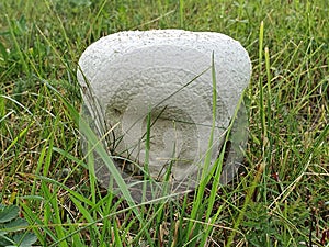 Handkea utriformis, syn. Lycoperdon utriforme or Calvatia utriformis, commonly known as the mosaic puffball