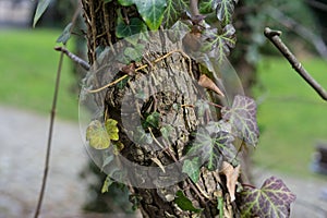 Handkerchief tree trunk covered in leaves known as Davidia involucrata photo