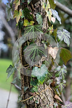 Handkerchief tree trunk covered in leaves known as Davidia involucrata photo