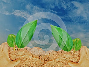 Handle on soil to planst tree on blue sky background