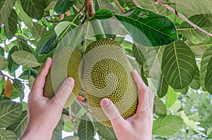 Handle thai jackfruit the tree in the garden Close-up